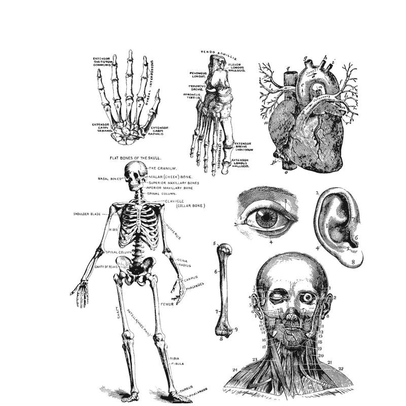 Tim Holtz - CADAVEROUS Cling Stamps