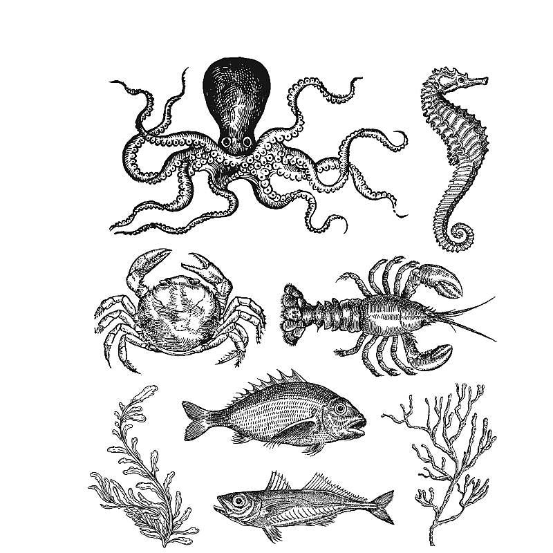 Tim Holtz - Sea Life- Stamp