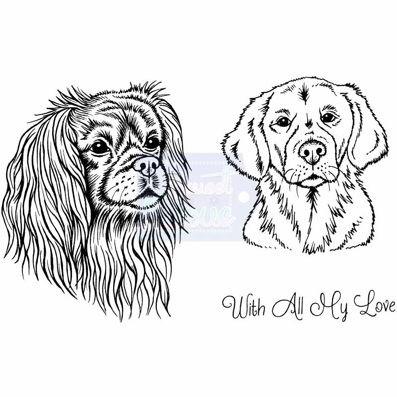 SD Cavalier King Charles Spaniel and Golden Retriever