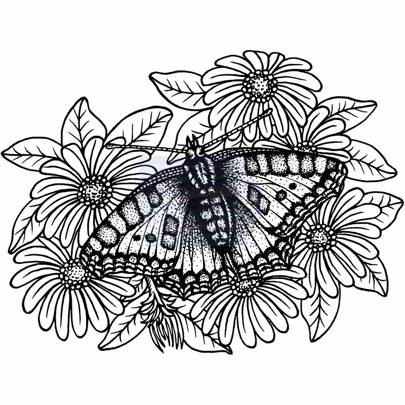 SD Tortoiseshell Butterfly on Michaelmas Daisies