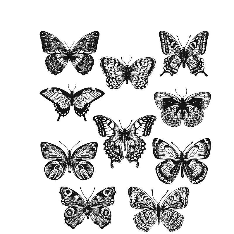 Tim Holtz - Flutter- Stamp