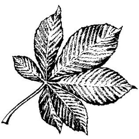 Horse Chestnut Leaf