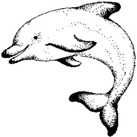 Small Dolphin