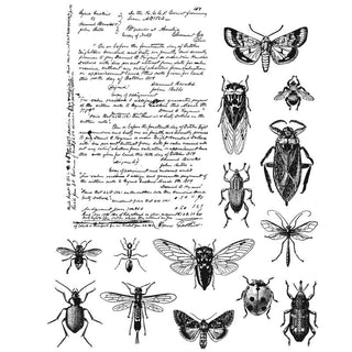 Tim Holtz - ENTOMOLOGY- Stamp