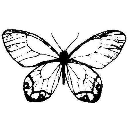 Butterfly No.2