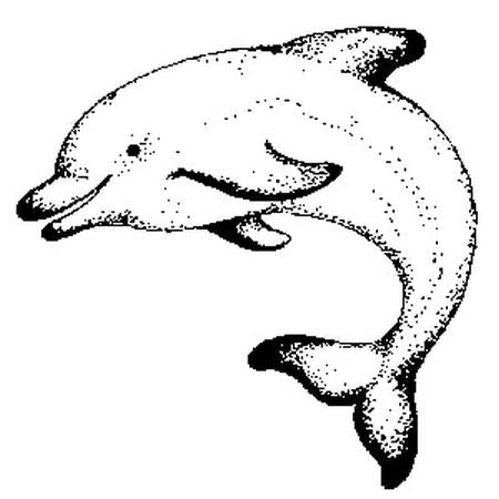 Leaping Dolphin